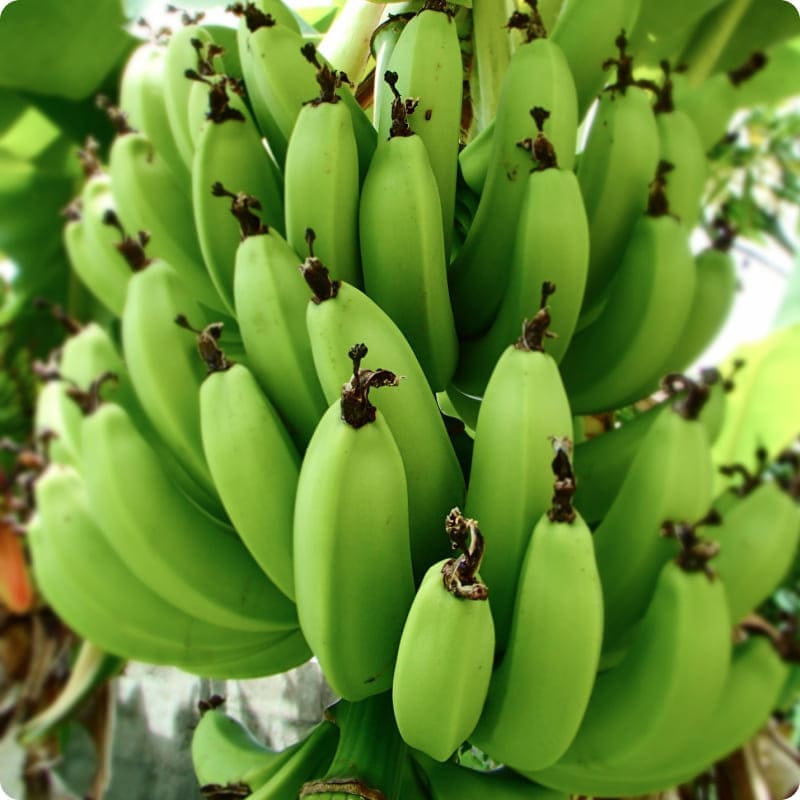 沖縄の太陽が育てた濃厚な味わい