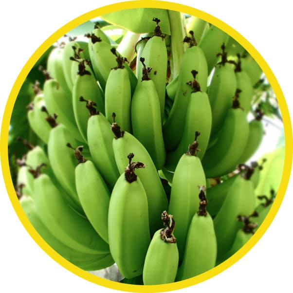 商品画像（バナナ）